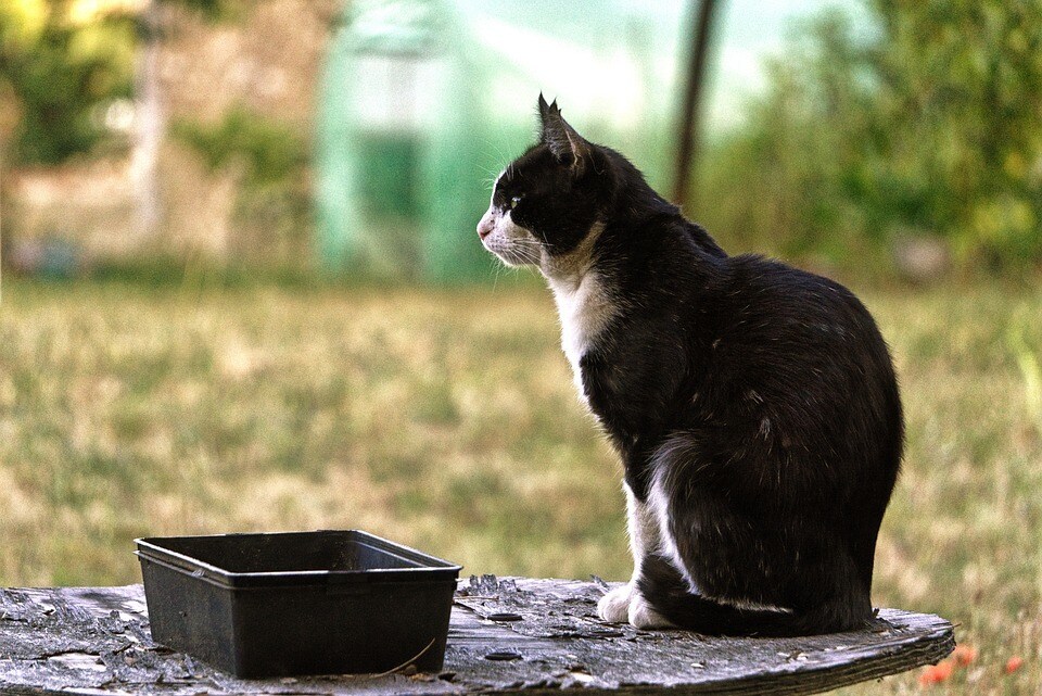 猫被ってることに疲れた貴方へ…その仮面剥がせます 毎日ヘトヘトで溜まっている愚痴や不満なんかを吐き出して下さい イメージ2