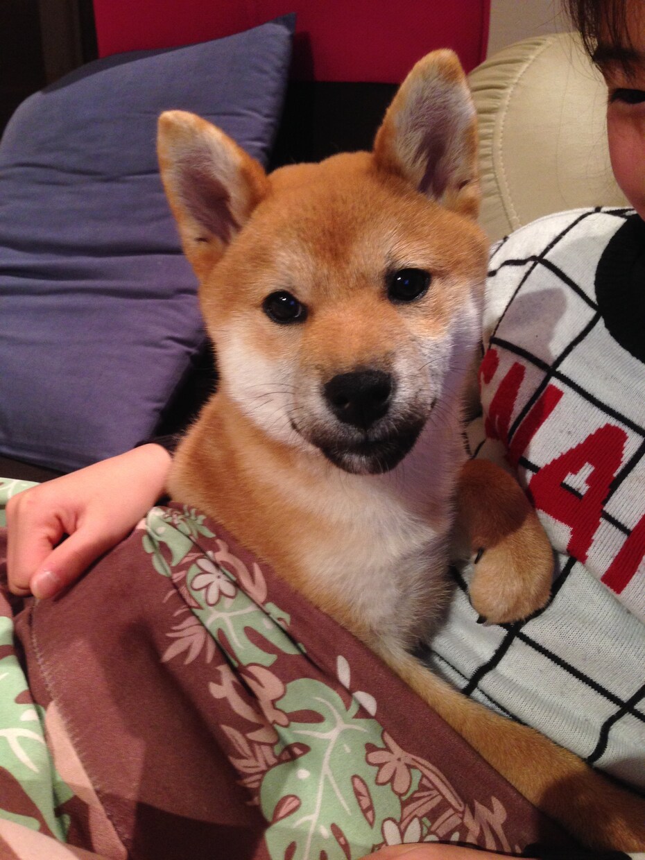 初めて犬を飼い始めた皆さん！ワンちゃんに様々な恩恵をもたらす「ラブ♡ハンド」を紹介します♫ イメージ1