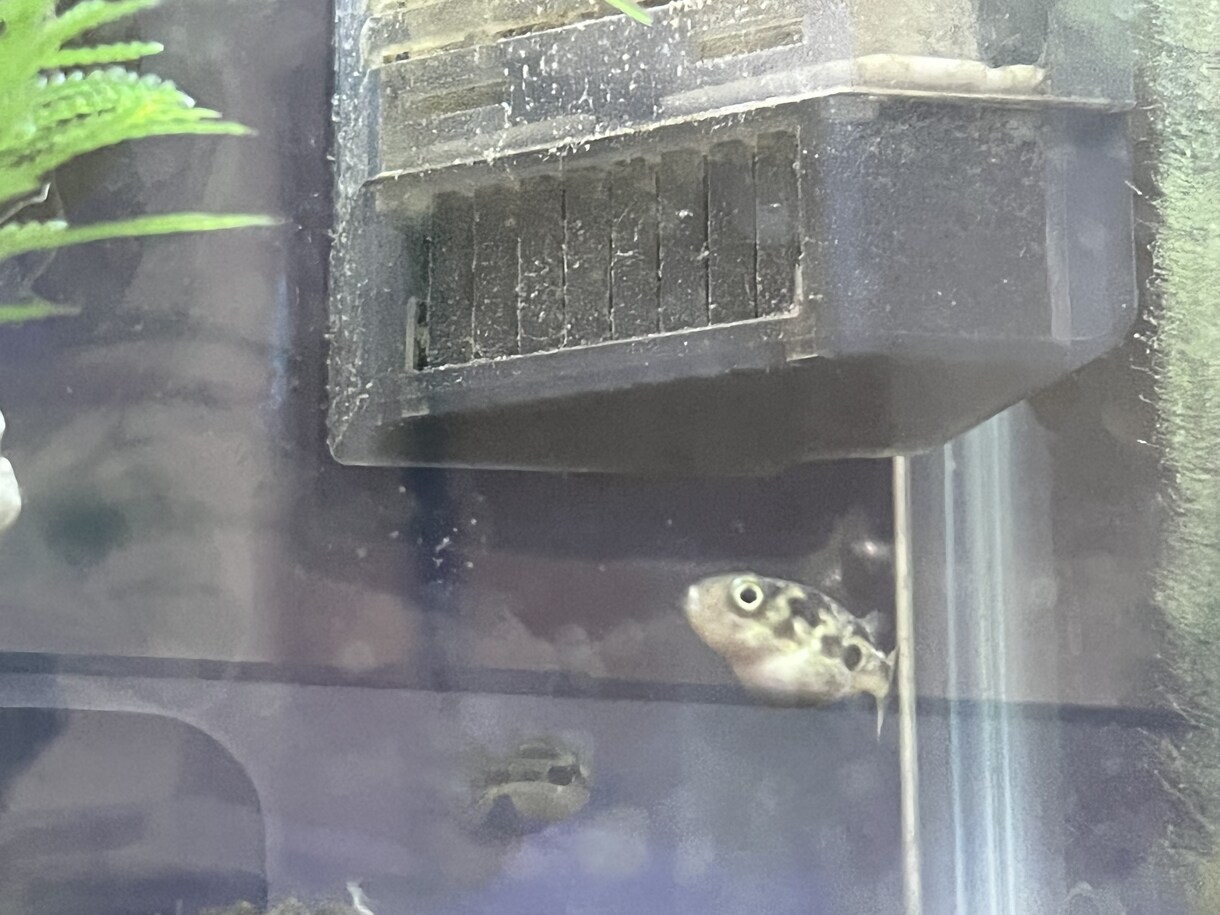 メダカ～熱帯魚まで相談のります 初心者でも簡単に心の癒しを味わいましょ！！ イメージ2