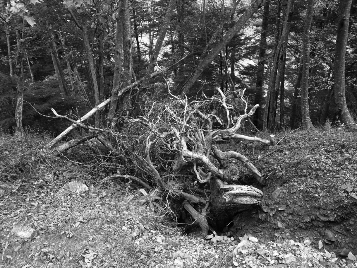 写真提供のうえ現状況の意味を誠意を持って鑑定します 霊感、守護神様、トート、ハワイアン、大自然の神々とコンタクト イメージ3
