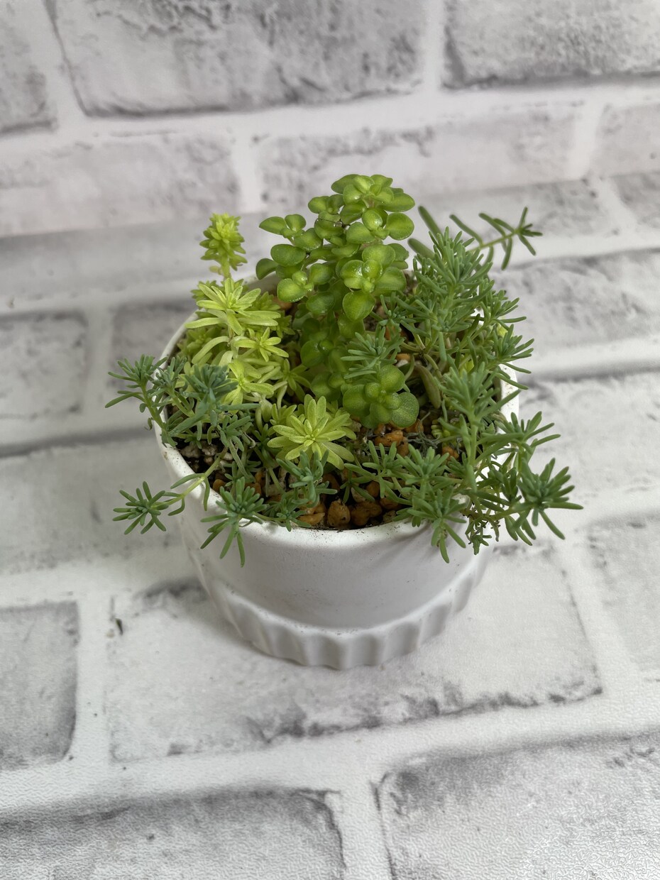 多肉植物メインの観葉植物の管理の方アドバイスします 多肉植物がメインですが、エアプランツ、観葉植物もok イメージ4