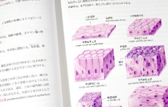 医学部卒が医療系、生物系大学院の試験対策します 医療系学部の基礎医学、定期テスト、大学院、国試対策を致します イメージ4
