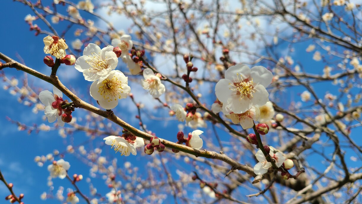 ふわっとお悩みや雑談お聞きします ～ちょっとしたお悩みから気軽な雑談まで　お気軽にお気楽に～ イメージ1