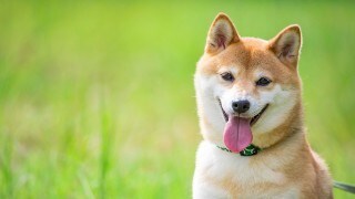 問題行動のあるワンちゃん プロがご相談にのります 愛犬にとって素晴らしきボスになるために… イメージ1