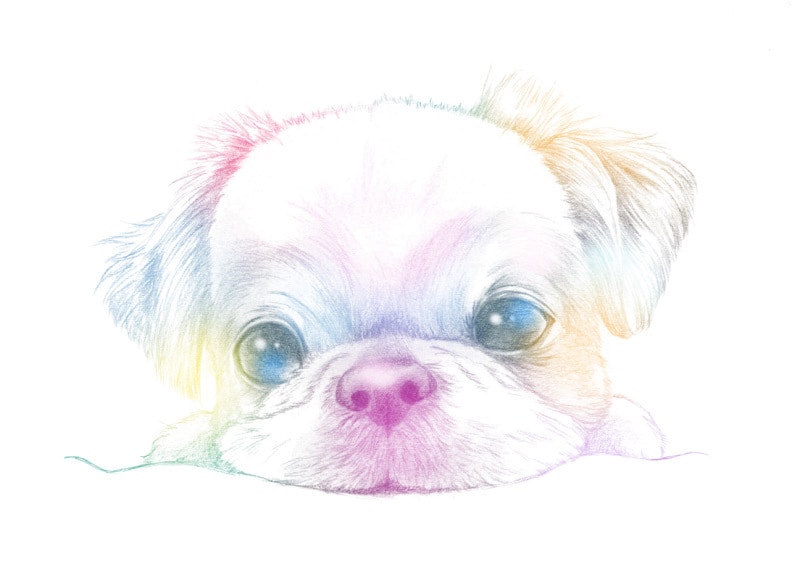大事な「ウチの子」のカラフルアートをお描きします 鉛筆線画に色を入れてアートのようにカラフルに飾ります イメージ2