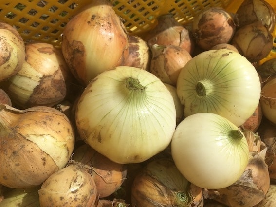 自然栽培・有機栽培による野菜の作り方を教えます 無農薬・無肥料又は有機肥料・固定種による野菜栽培を伝授 イメージ9