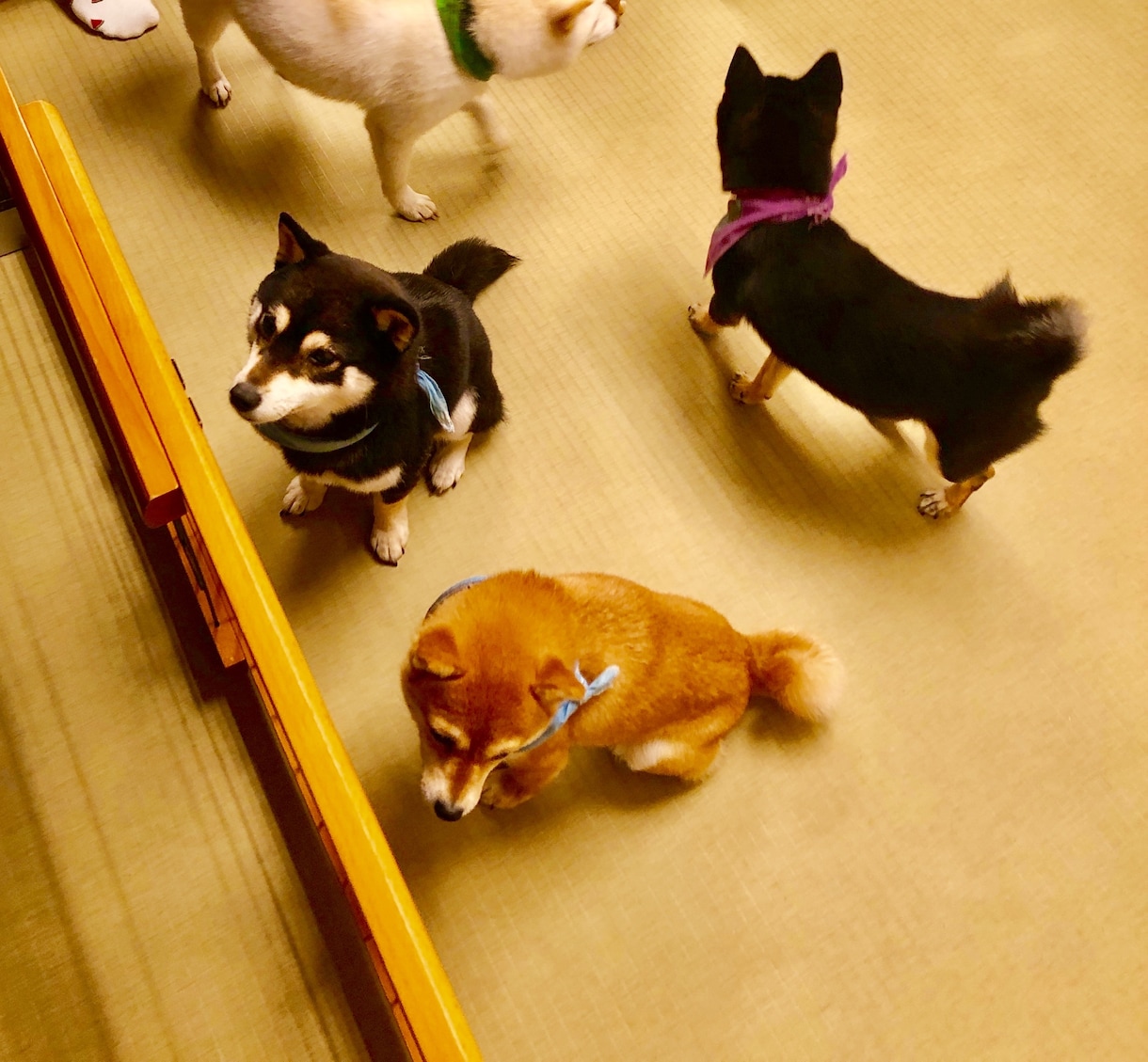 トークルームであなたを癒します どんな立ち位置でもあなたの心を掴みます。楽しいひとときを。 イメージ1