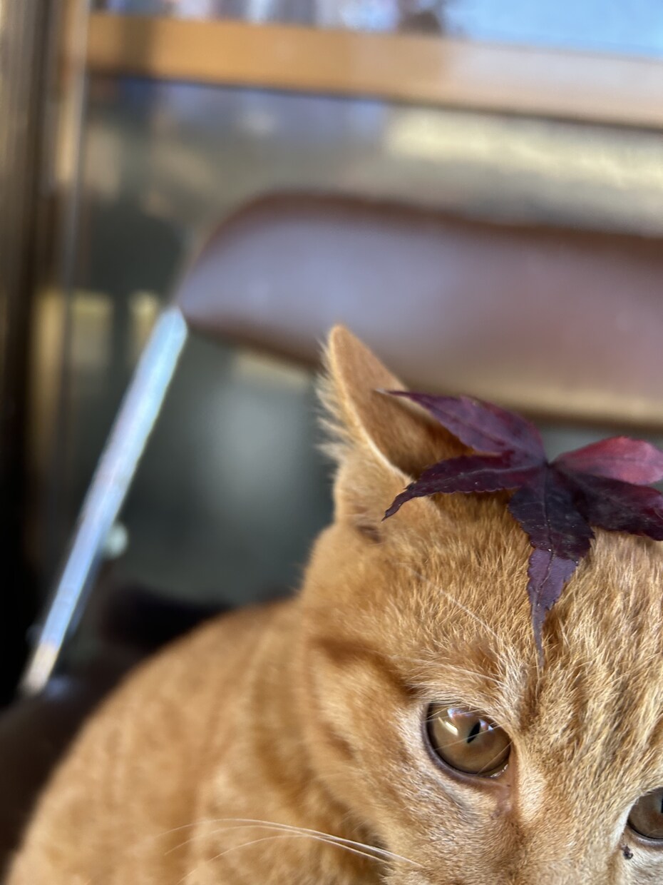 猫ちゃんの可愛い写真を送ります。ます 猫ちゃんだけじゃなくて牛さんの写真や季節の写真を送ります。 イメージ2