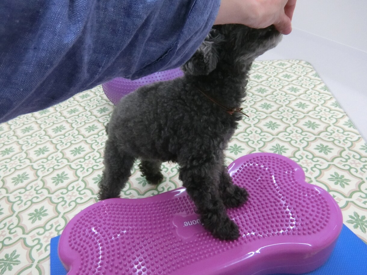 10歳以上のシニア犬に運動とマッサージ一緒にします 期間限定1,500円　シニア犬のマッサージ＆運動！ イメージ4
