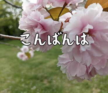 桜の写真LINEスタンプ作ります 文字変更OKやさしい桜スタンプ イメージ8