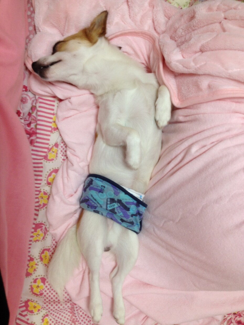 愛犬の悩み聞きます ！わんちゃんを飼いはじめたばかりの方、飼っている方へ^ ^ イメージ2