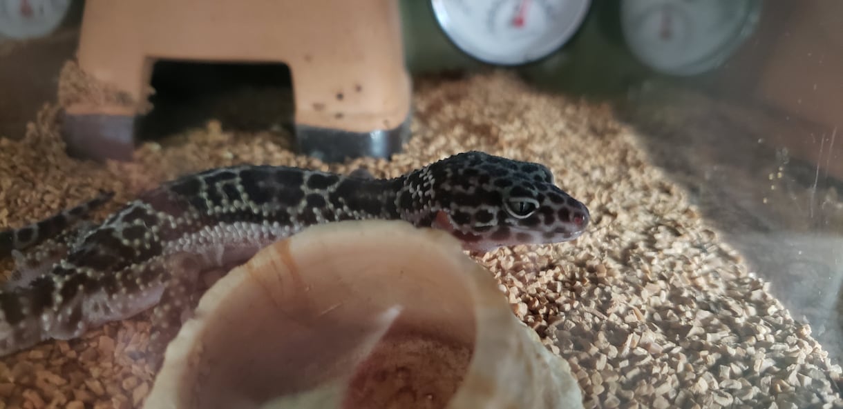 あなたにおすすめのペットを紹介します 変わった生き物を飼いたい方必見！！ イメージ4