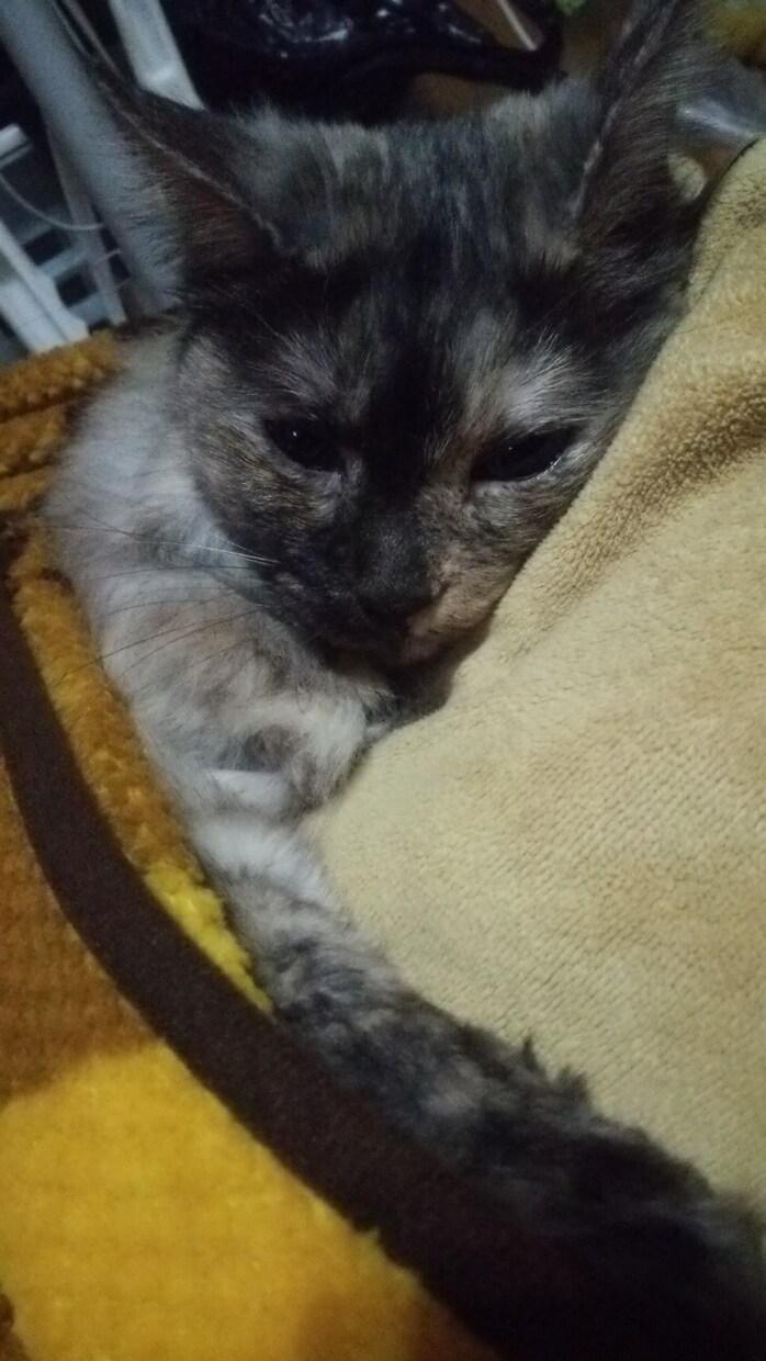 お話(*´ω｀*)聞きます 話したい時にそっと寄り添います 心を、軽くしましょう♪ イメージ7