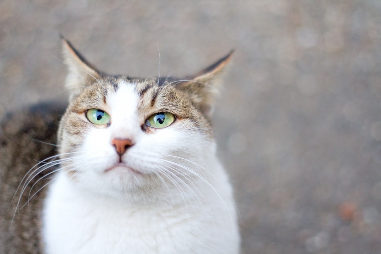 お空へ行った動物たちをさらにナビゲートしてゆきます 生まれかわって またあなたと出会える旅のお手伝いをします イメージ3