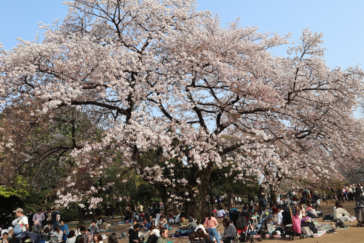 あなたの心に残るフォトをお届けします 自然体を生かし、一枚の写真で人の心を動かす写真家 イメージ1