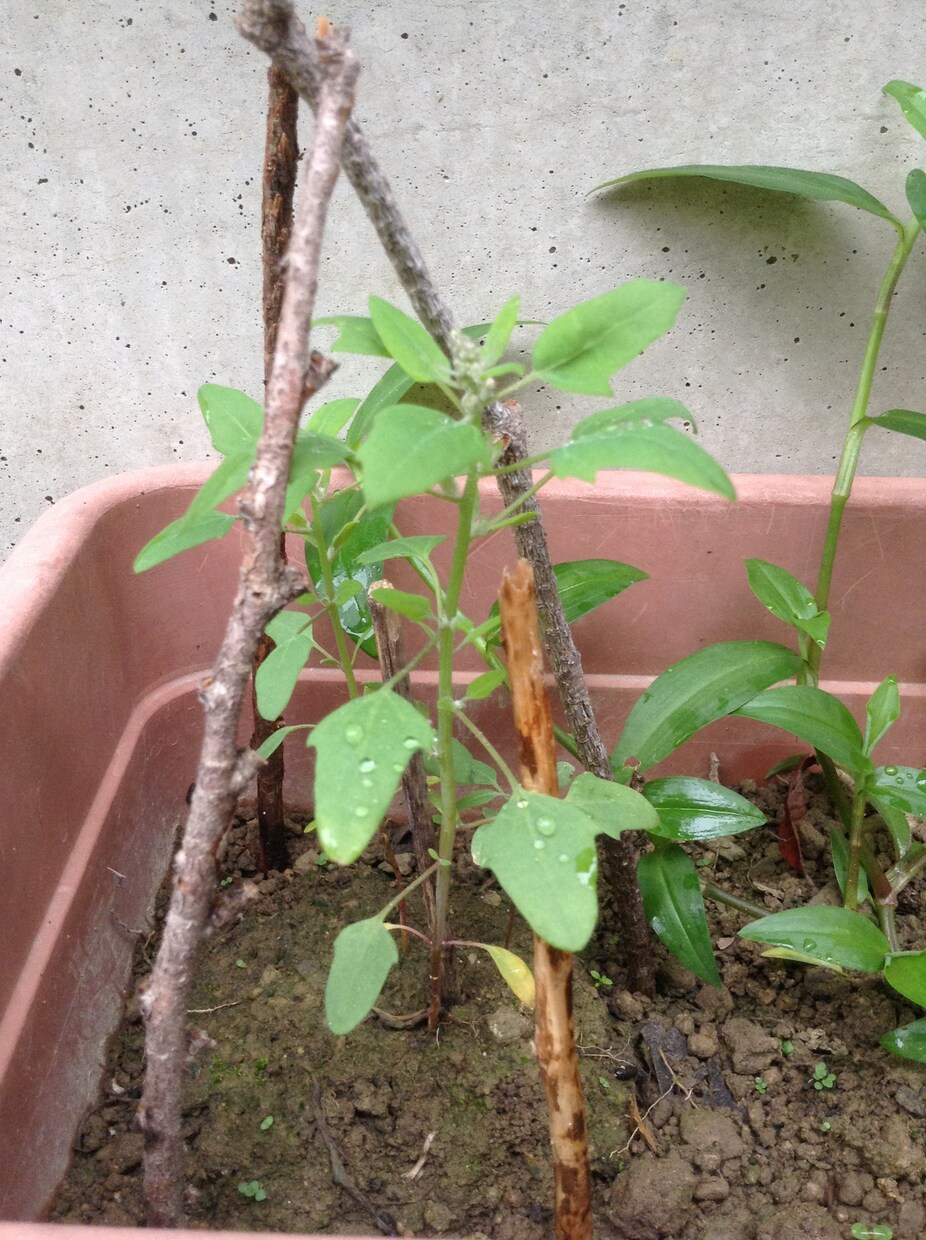 キヌアの芽出し方法教えます これから家庭菜園でキヌア栽培を検討されている方に‼︎ イメージ4