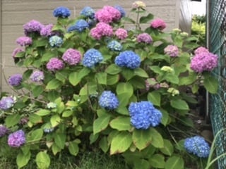 フラワーエッセンスについての講座を開催します お花や自然界の力はとても凄いですよ イメージ1