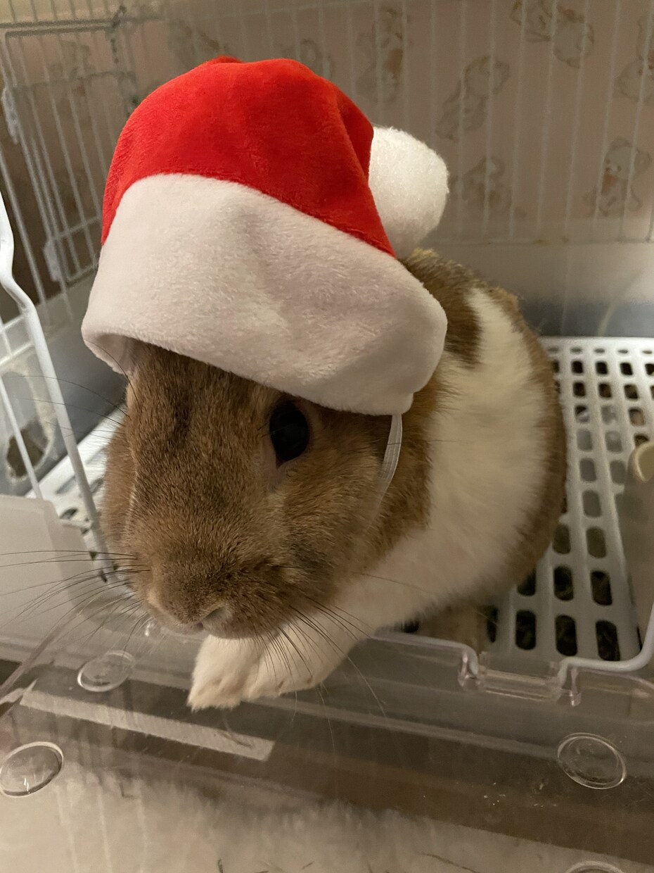 動物⭐︎うさぎ⭐︎飼育相談のります うさぎさんや小動物さんの飼育相談にのります。 イメージ4