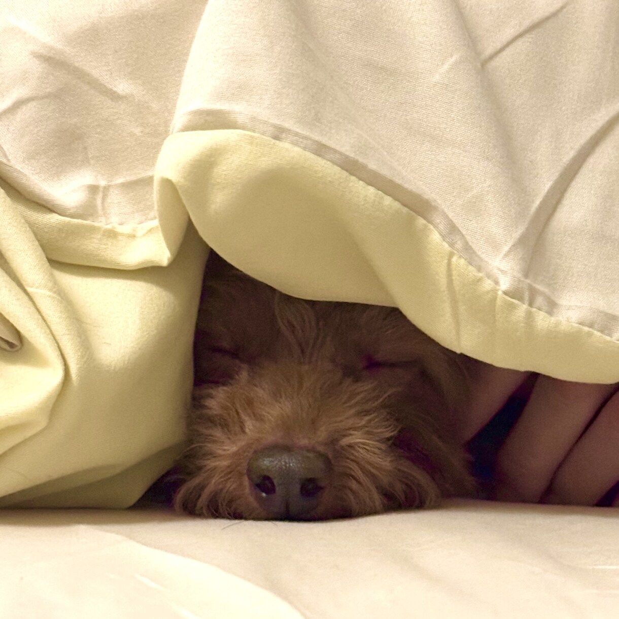 愛犬の写真・動画で癒しをお届けします 疲れているあなたへわんちゃんの癒しをお届けします(資格保有) イメージ3