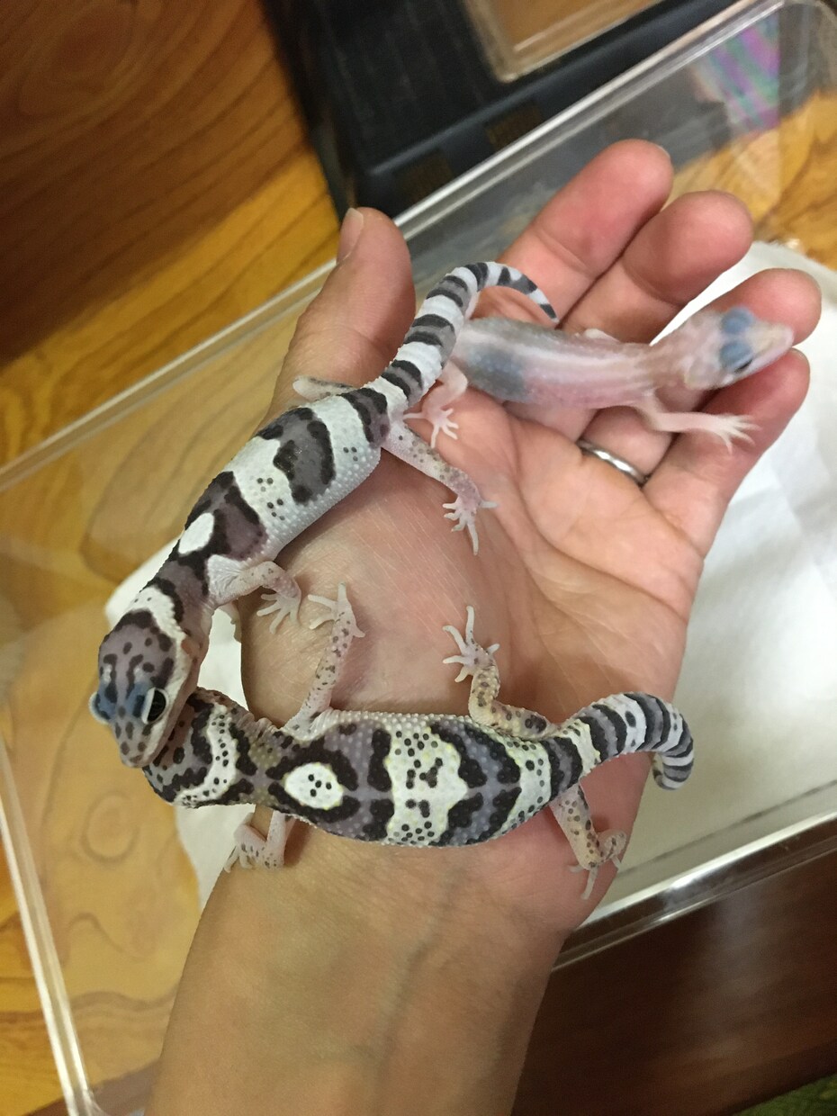 ヒョウモントカゲモドキの飼育、繁殖教えます これから飼いたい！飼ってるけど悩んでいる方へ イメージ2