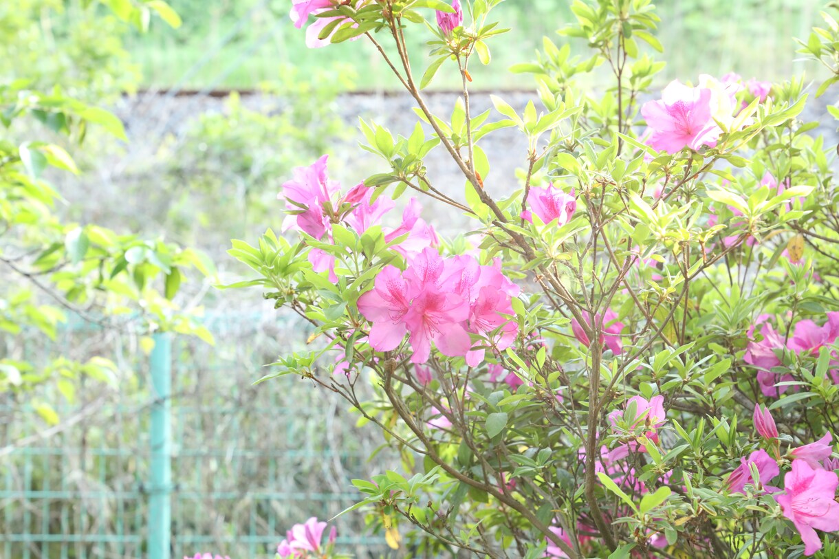 ツツジの写真あります 去年の5月に撮影した、公園に咲く花の写真です。 イメージ2