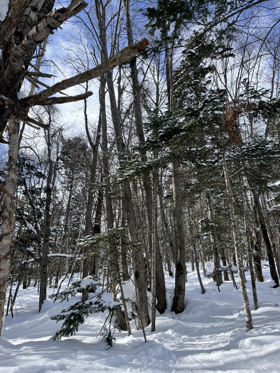 写真の素材提供します 5枚まとめて提供します!北海道の風景写真【冬編】 イメージ5
