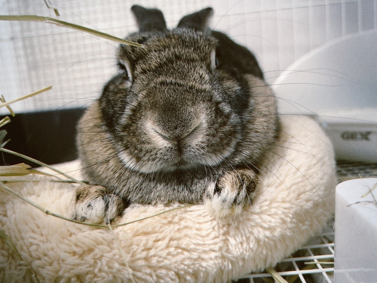 愛うさぎと仲良くなる方法を教えます 問題行動が少なく、表情豊かになります イメージ8