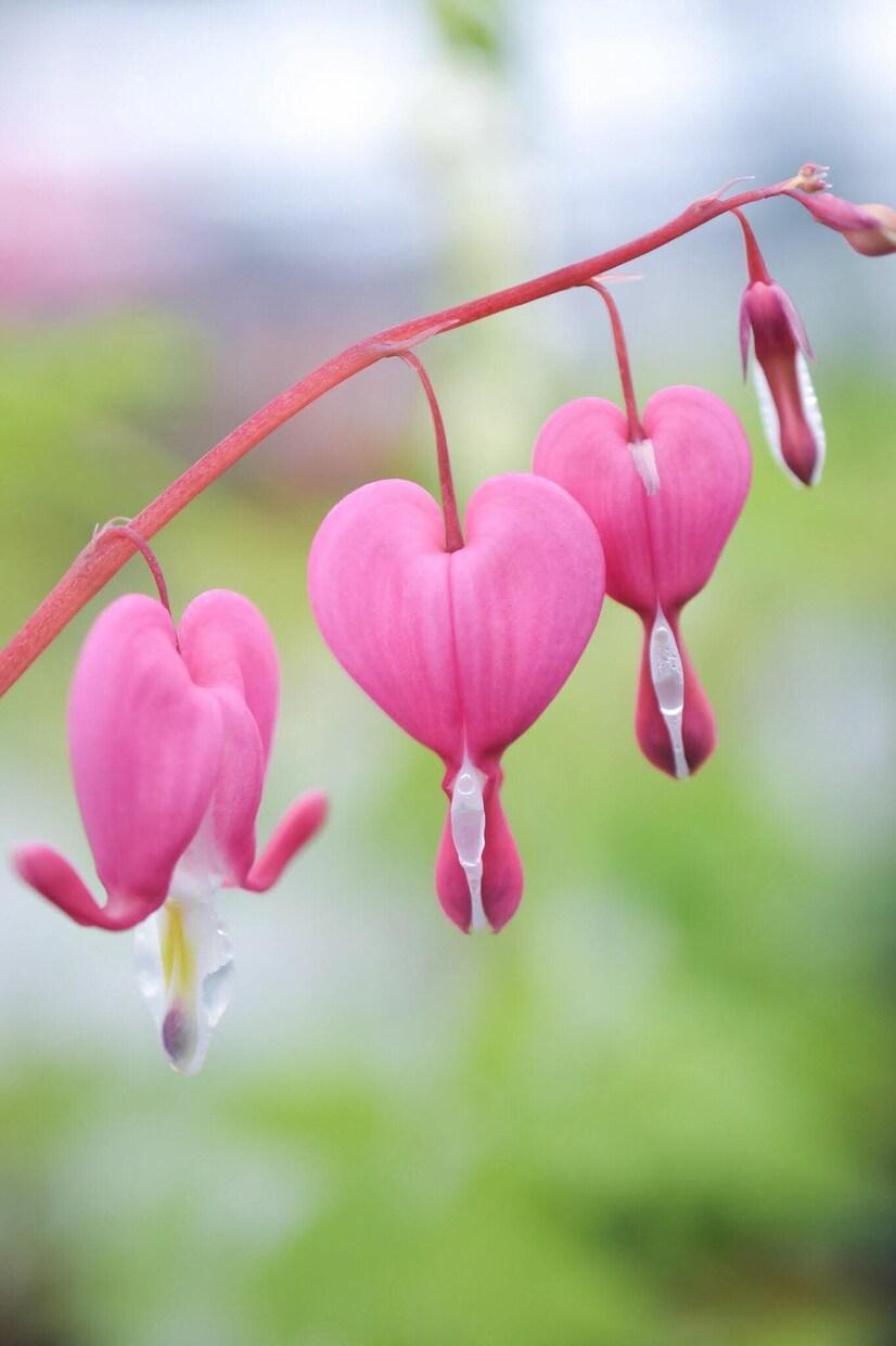 心の声♡無意識●怒り/抑圧/敵意/不満お聴きします 境界性/自己愛性パーソナリティ障害/発達障害/いい人/二面性 イメージ5