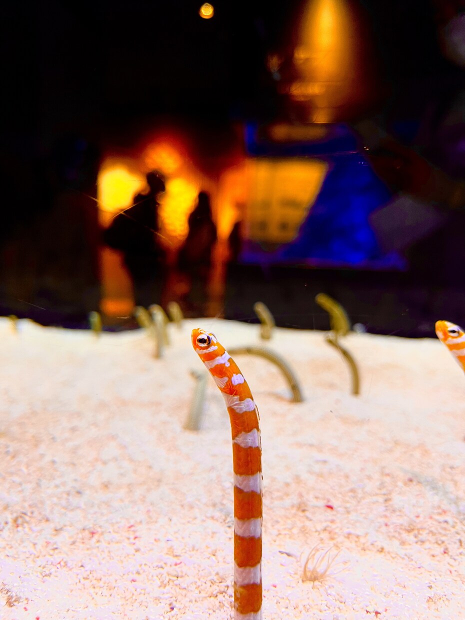 綺麗なお魚の写真を買うことができます 水族館の熱帯魚やクラゲ、金魚などです。 イメージ5