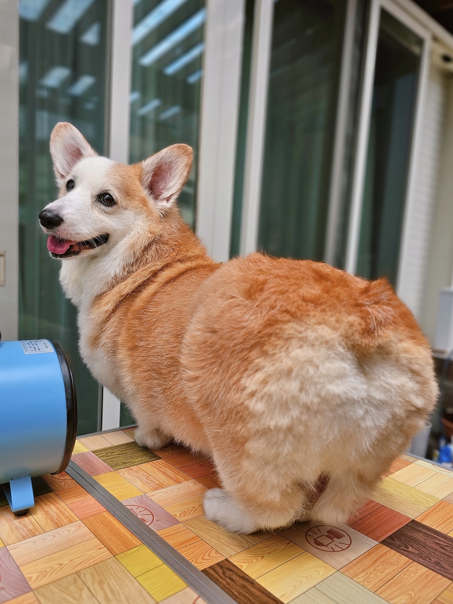 愛犬の写真をリアルなフィギア画像に変換します SNS映え抜群！うちの子だけの超リアル3Dアート イメージ2