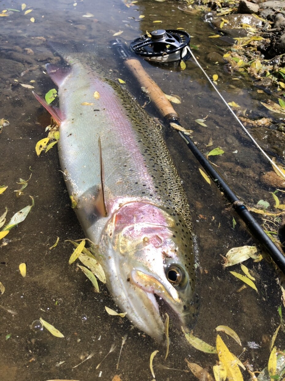 虹鱒 【釣り】 北海道の虹鱒をフライで狙う！ます ワイルドレインボー ハンティングメソッド イメージ5