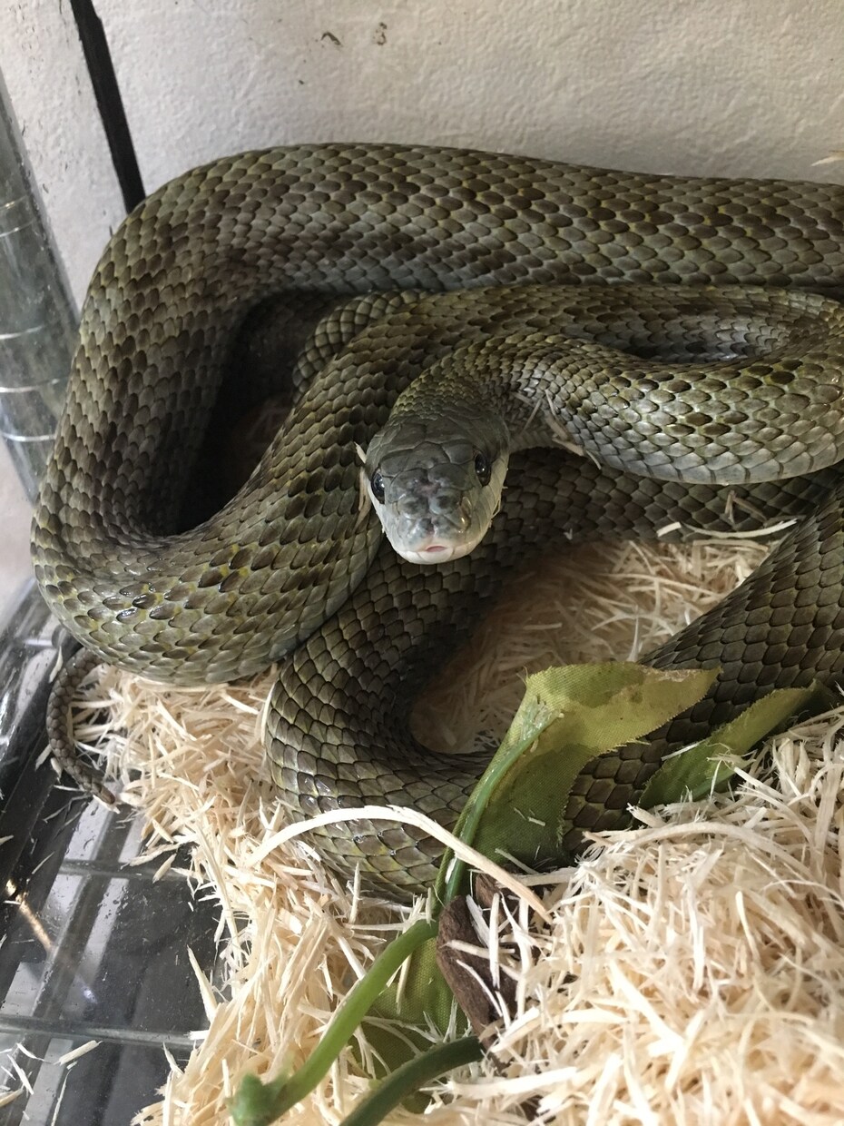 ヘビ、トカゲ、カメ、カエルの飼育相談のります 現在日本産(野生由来)のもの22種50匹ほど飼育中。 イメージ4