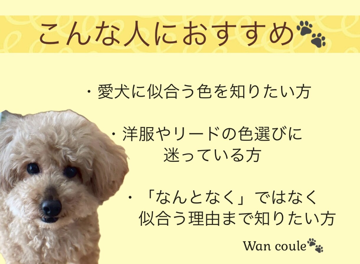 ペット（犬専門）パーソナルカラー診断します 犬パーソナルカラー診断の資格者が愛犬の魅力を色で引き出します イメージ9