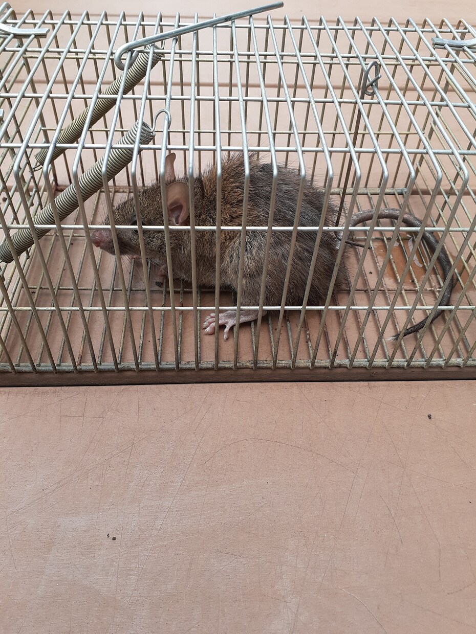 家庭菜園でのネズミの捕獲駆除を教えます 低コストで管理が簡単。餌にポイントがあります。 イメージ3