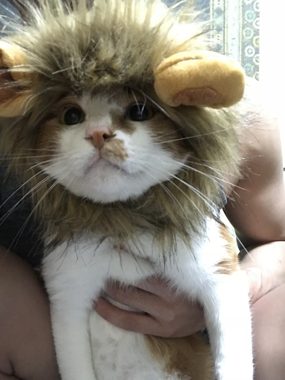 我が家の激カワ猫で癒しを差し上げます 精神的に疲れた時にいつも元気にしてくれるウチの自慢の猫の画像 イメージ4