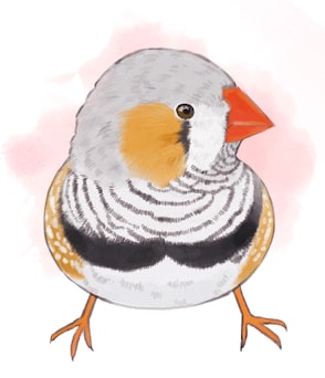 ペットの小鳥のイラスト描きます 愛鳥の似顔絵描きます！ふわふわの毛質にこだわりアリ！ イメージ2