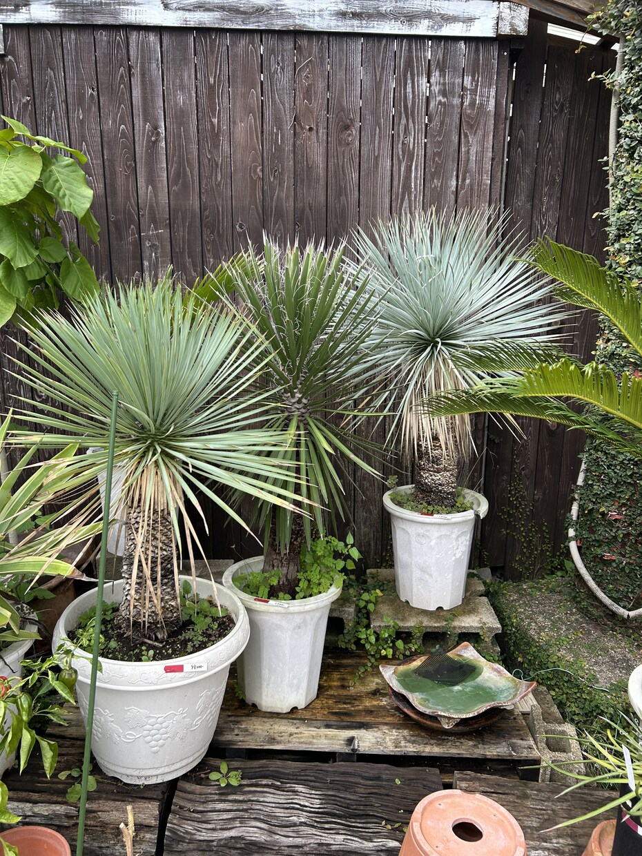 趣味の園芸のお話します 自分の可愛い植物の話をしたい！相談したい！という方大歓迎♡ イメージ2
