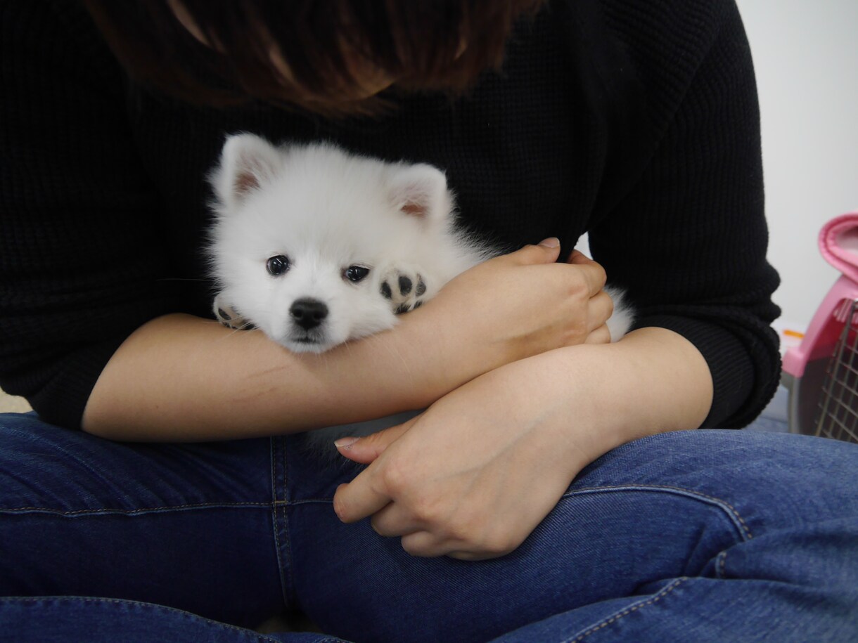 犬・猫の飼い方や育て方講座アドバイス致します 何処から迎えて、どう育てるのか、命を迎えるからこそプロと勉強 イメージ5
