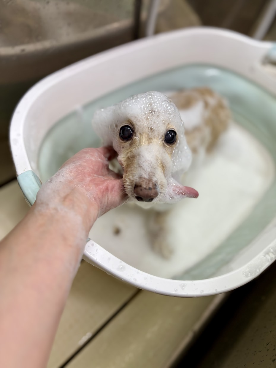 現役トリマーが愛犬のお手入れをアドバイスしますます ブラッシングや毛玉などのお悩みに寄り添います イメージ2