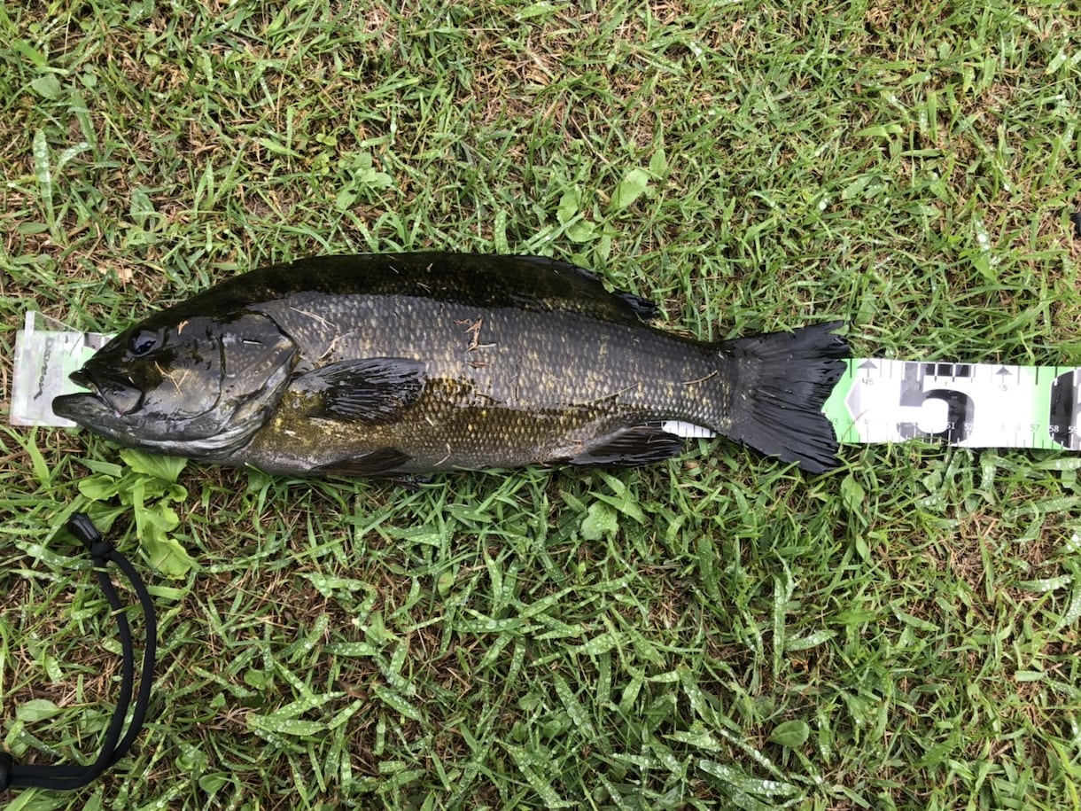 長野県野尻湖オカッパリでの攻略方法教えます 野尻湖のオカッパリでサイズ問わず1匹欲しいという方に必見！ イメージ1