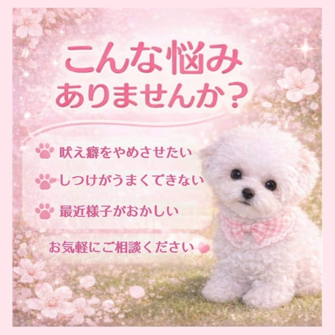 子犬の悩み相談のります 子犬の飼い方・しつけ相談、なんでもOK イメージ3