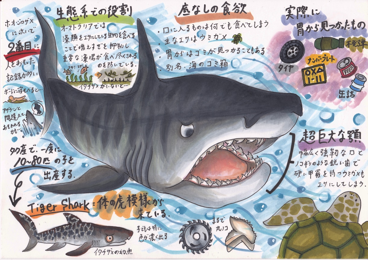 海洋生物のイラスト描きます 小さな魚から、大きなクジラまで… イメージ1