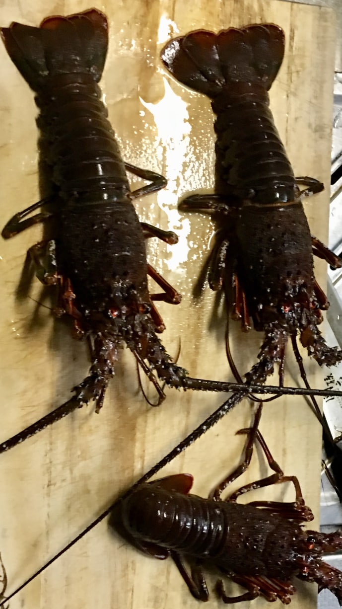 伊勢海老の釣り方教えます みんなと違う伊勢海老釣り教えます！ イメージ1