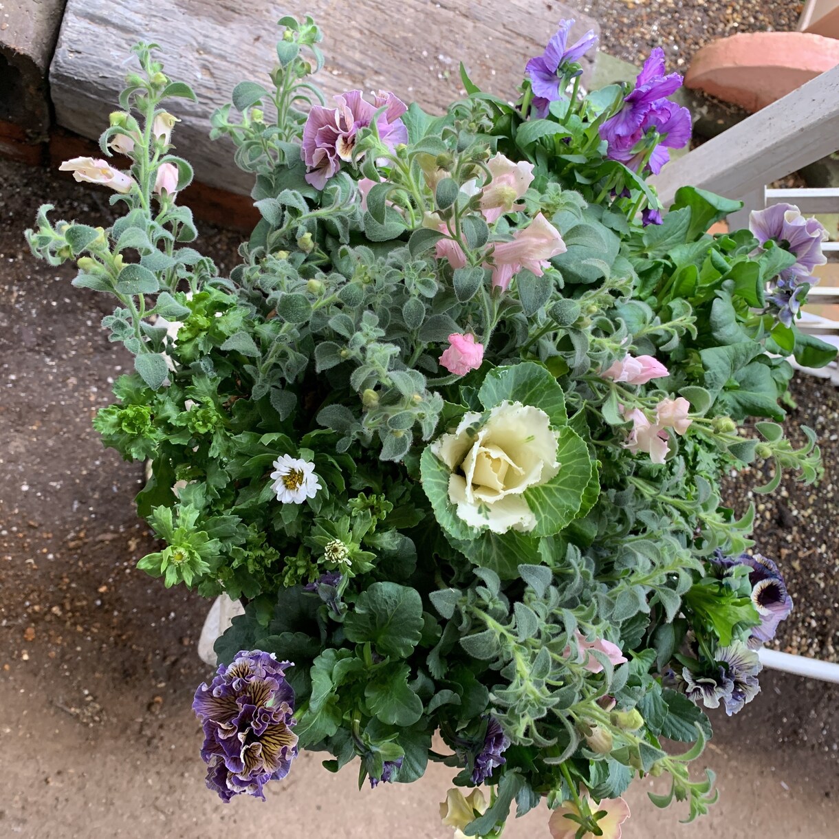 寄せ植えを作ります 四季折々の寄せ植え達をお届けします イメージ3