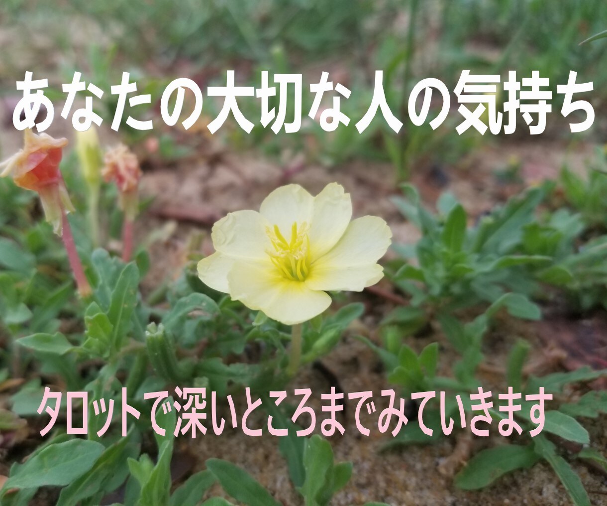 個人情報は聞きません。相手の気持ちをお伝えします お名前不要。過去・現在・未来・アドバイスをタロットで探れます イメージ1