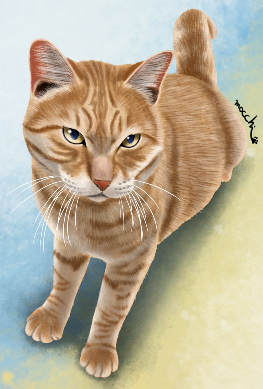 猫ちゃんの似顔絵、デフォルメなど作成します 似顔絵、かわいいイラスト、キャライラスト、人物など描きます イメージ2