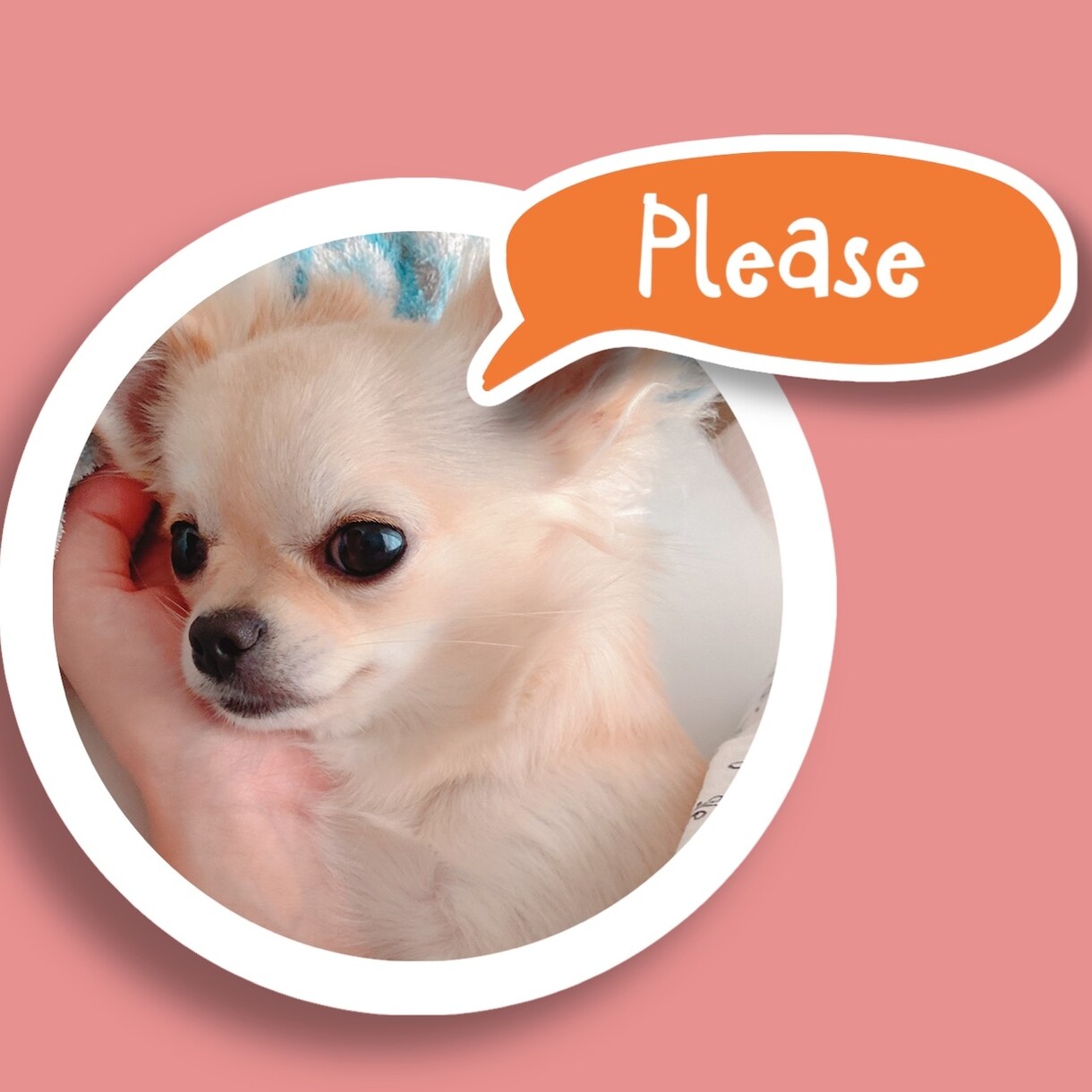 かわいいペットたちの可愛画像作ります いつもの写真が思い出の一枚に！ イメージ6