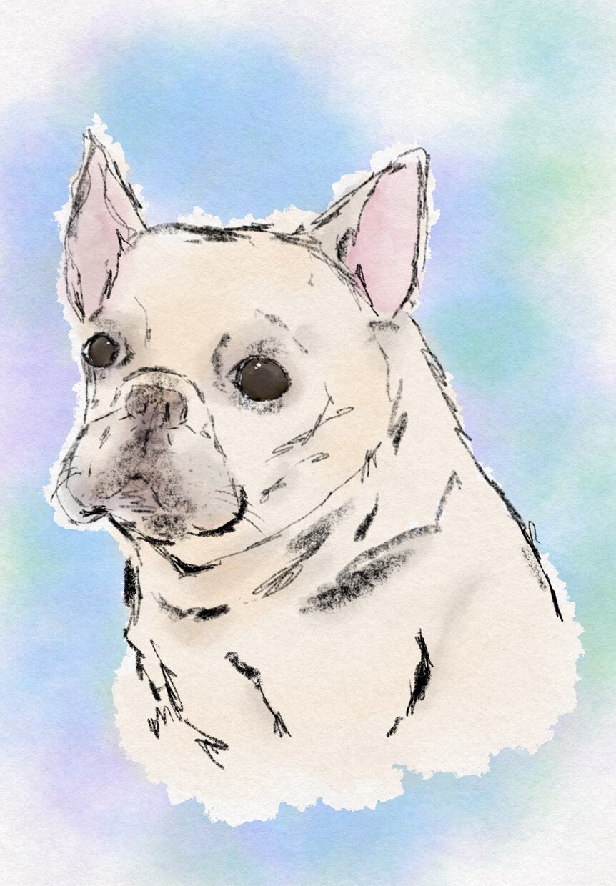 水彩風のやさしいタッチでペットの似顔絵を描きます ふんわり優しい線画で、大切な家族をイラストとして残します。 イメージ2