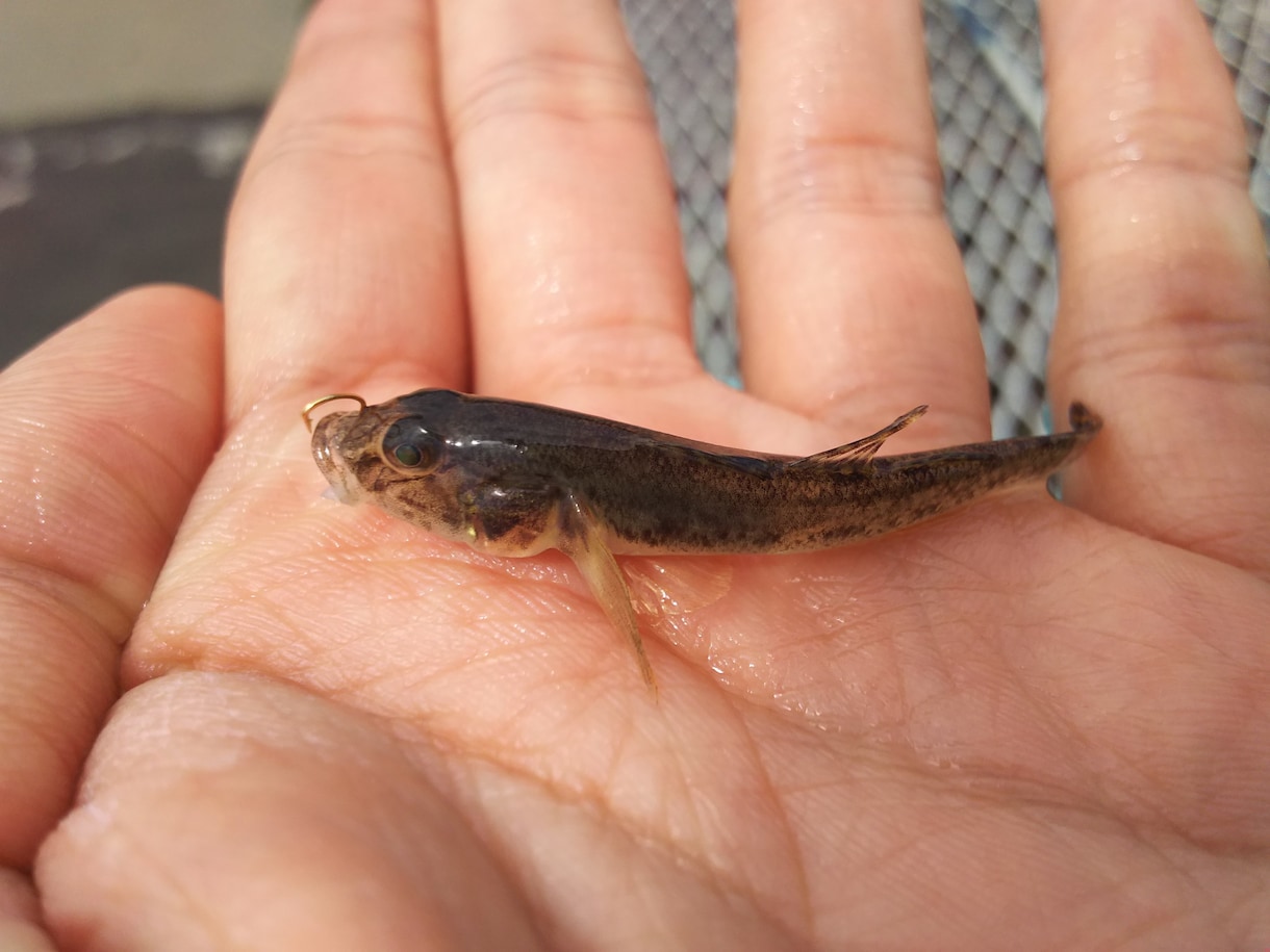 かんたんハゼの釣り方、お教えします 夏休み、初めてのファミリーフィッシングに イメージ1