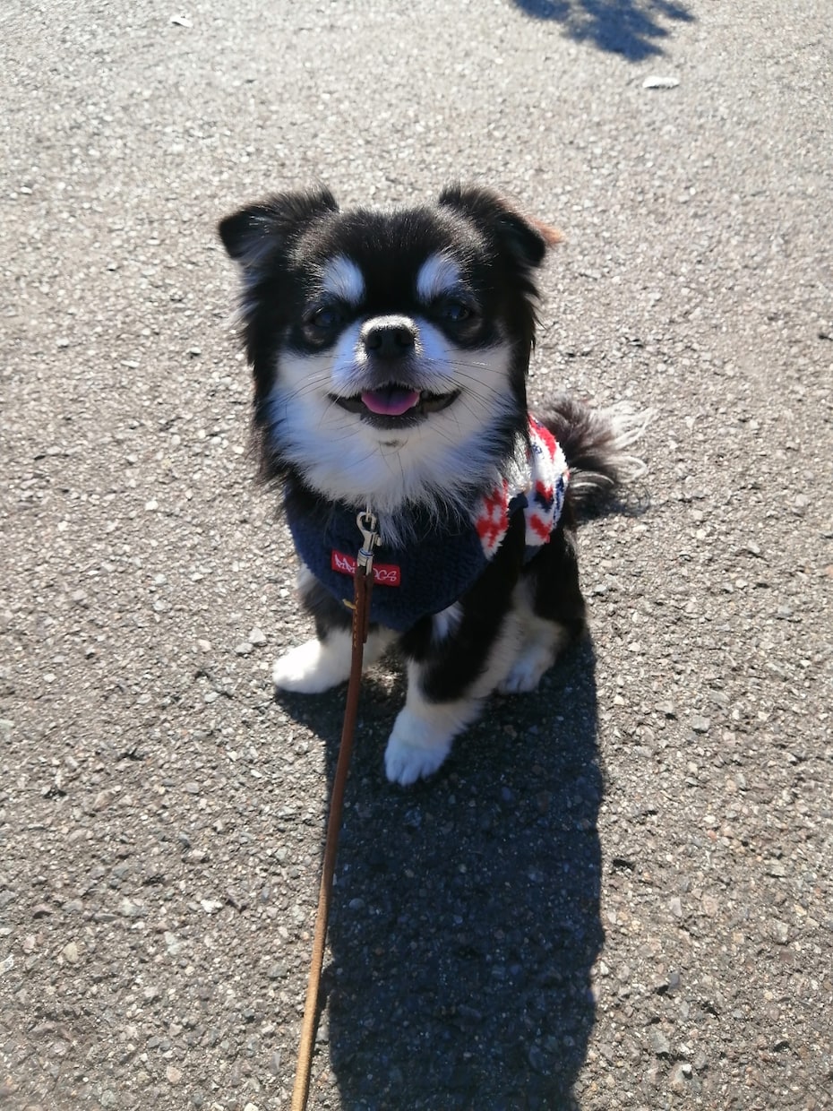 家庭犬専門トレーナーがしつけ方の基本をお伝えします 飼い方、しつけ方、その他日々のお困り事何でもご相談にのります イメージ9